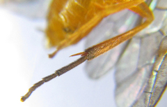 Euura gracilidentata