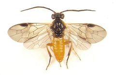 Euura gracilidentata