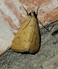 Achyra rantalis