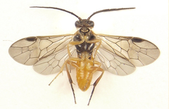 Euura gracilidentata