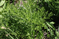 Pulsatilla occidentalis