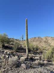 Carnegiea gigantea