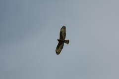 Buteo brachyurus
