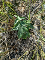 Vincetoxicum hirundinaria