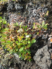 Dryas octopetala
