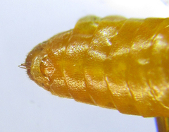 Euura gracilidentata