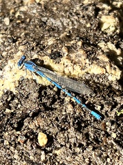 Argia vivida