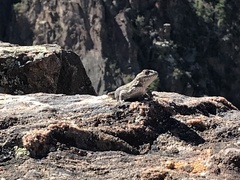 Sceloporus tristichus