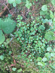 Gaultheria hispidula