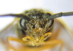 Euura gracilidentata