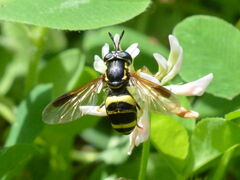 Chrysotoxum bicinctum
