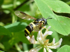 Chrysotoxum bicinctum