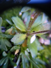 Micranthes stellaris