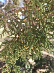 Juniperus osteosperma