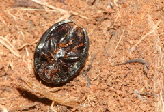 Chrysomelinae