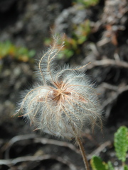 Dryas octopetala