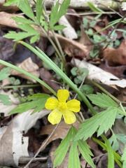Ranunculus hispidus