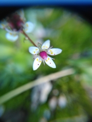 Micranthes stellaris