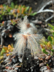 Dryas octopetala