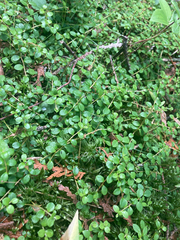 Gaultheria hispidula