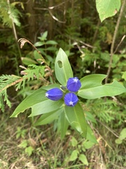 Gentiana