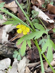 Ranunculus hispidus