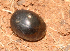 Chrysomelinae