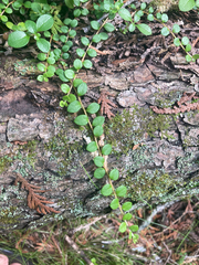 Gaultheria hispidula