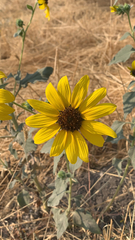 Helianthus petiolaris
