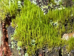Dicranum flagellare