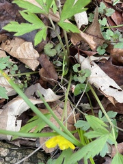 Ranunculus hispidus