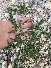 Asparagus acutifolius