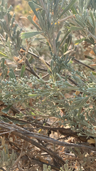 Artemisia tridentata
