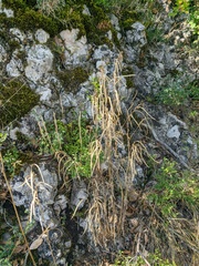 Pseudoturritis turrita