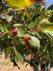 Crataegus douglasii
