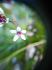 Micranthes stellaris