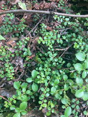 Gaultheria hispidula