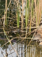 Lithobates catesbeianus