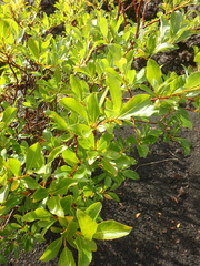 Salix pulchra