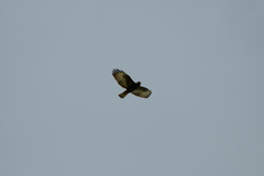 Buteo brachyurus