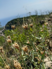 Centaurea sterilis