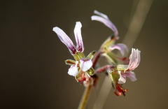 Pelargonium dolomiticum