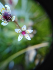 Micranthes stellaris