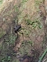 Amblypygi