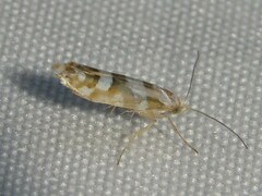 Argyresthia calliphanes