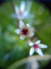 Micranthes stellaris