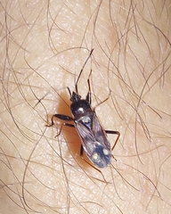 Rhyparochromidae