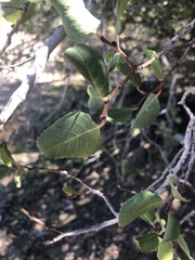 Rhamnus ilicifolia