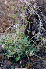 Pelargonium dolomiticum