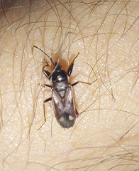 Rhyparochromidae